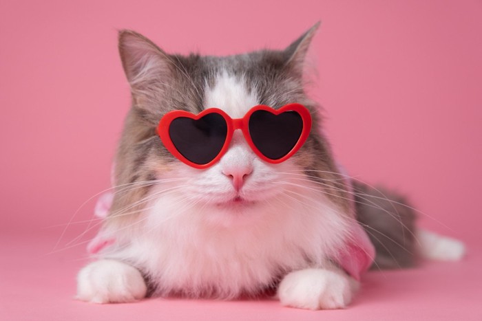 ハートのサングラスをかける猫