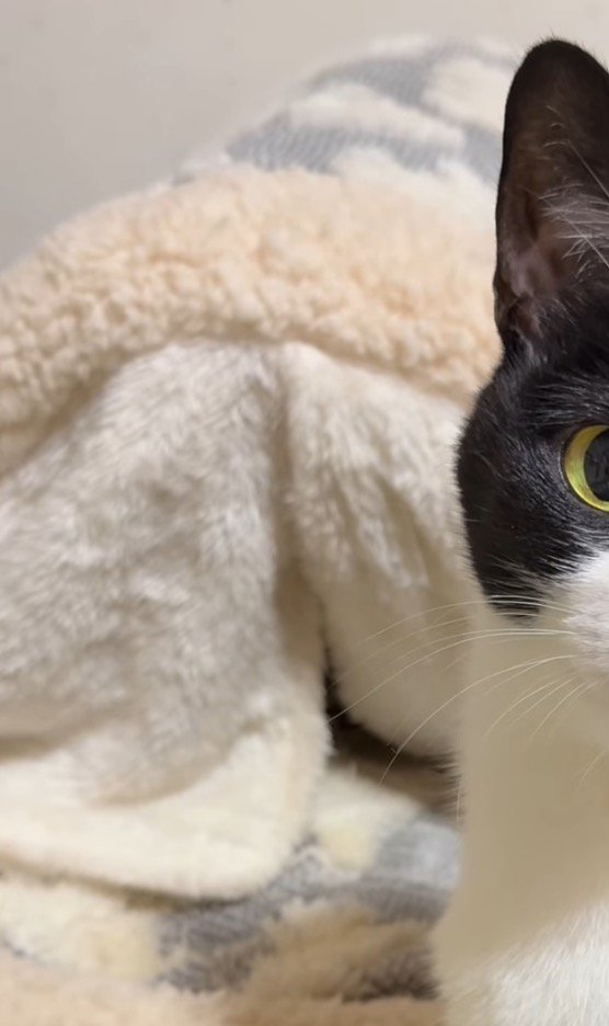 中に猫が入っている猫用ベッド