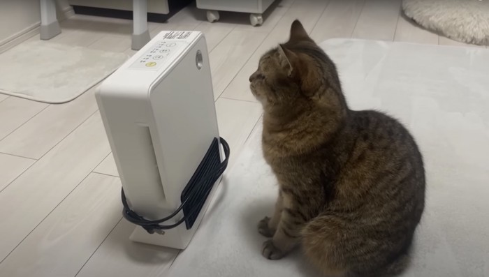 ヒーターと向かい合う猫