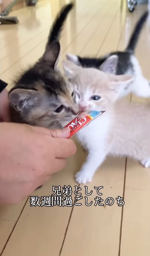 ちゅーるを食べている2匹の子猫