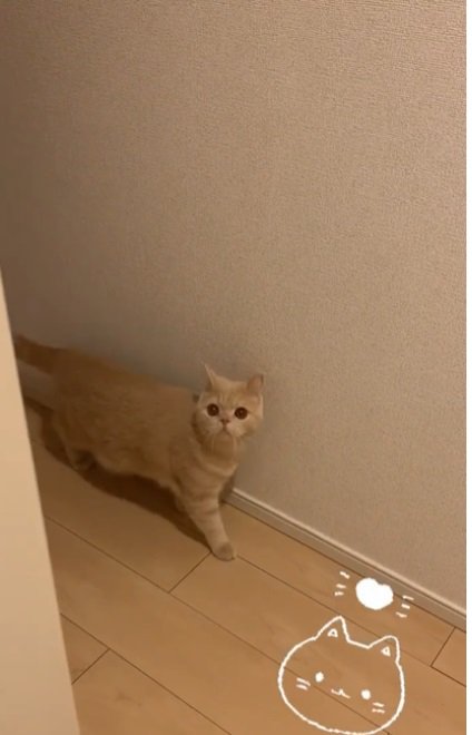 廊下を歩く猫