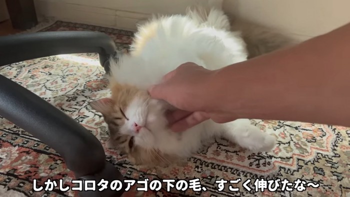 寝転んでいる猫