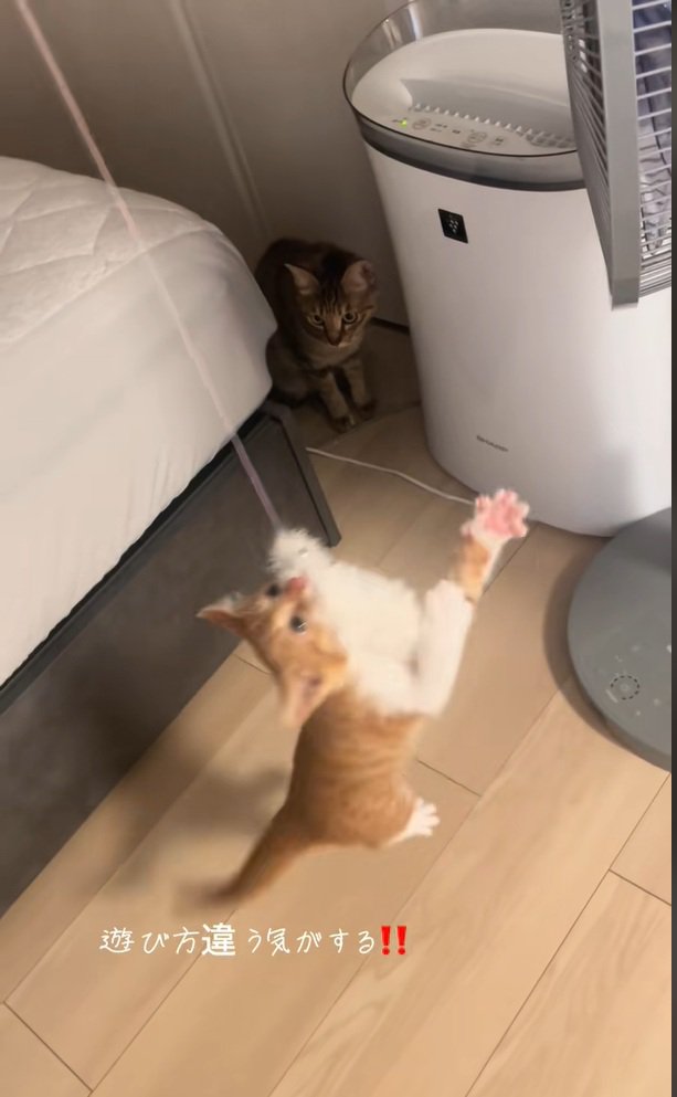 釣り上げられているいえもんくん