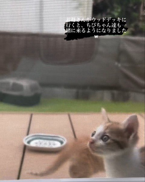 子猫の顔