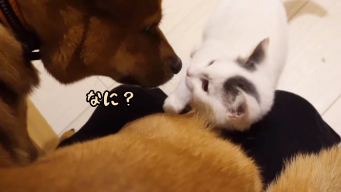 顔を近づける犬と子猫