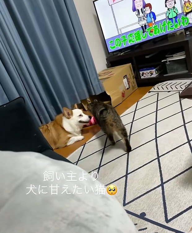 犬のそばにいく猫