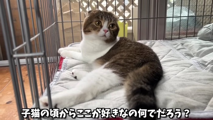 寝そべる猫