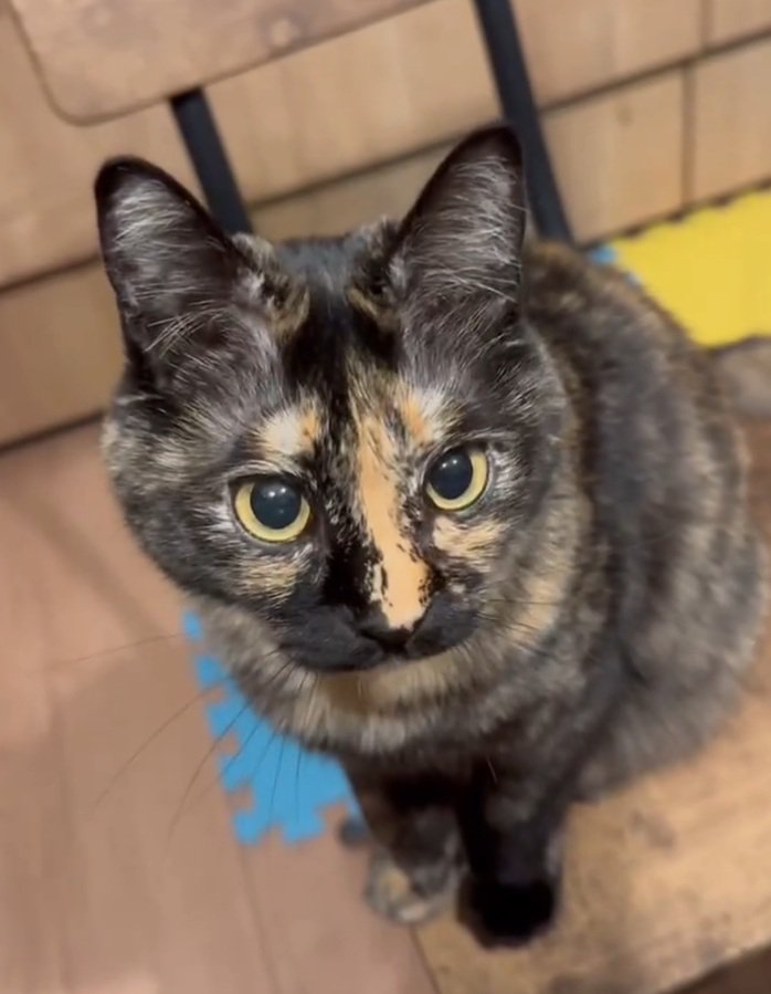 上目遣いの猫