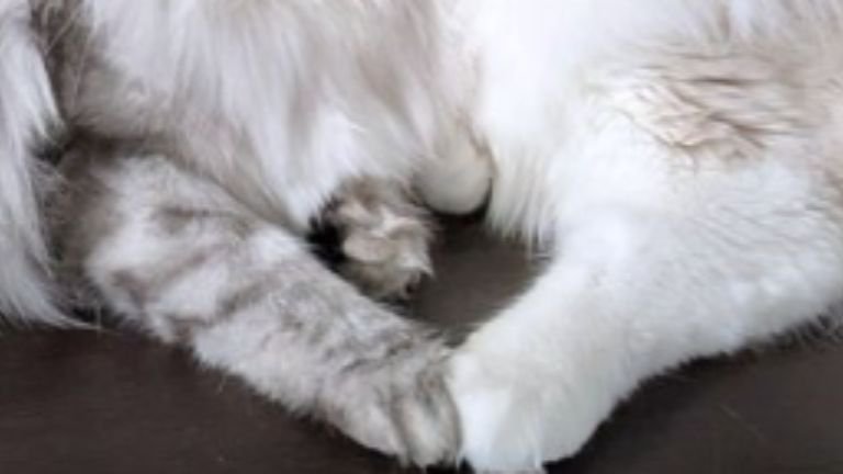 猫の手
