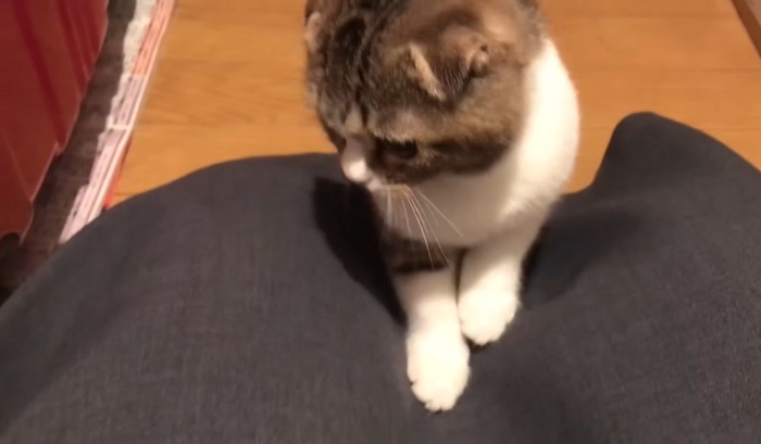 両手を膝の上に乗せる猫