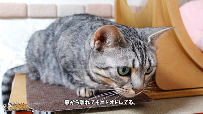 姿勢を低くする猫