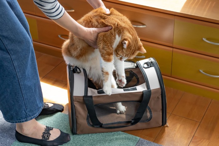キャリーに入る猫