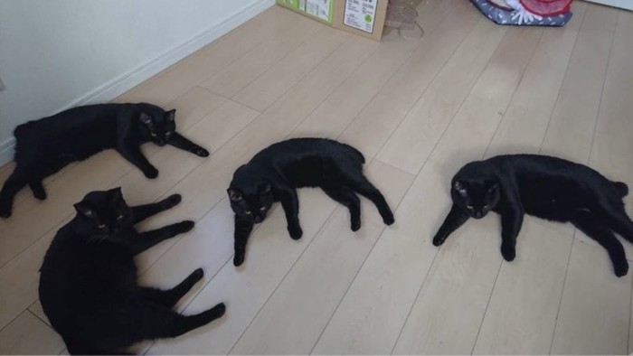 床に落ちている黒猫たち