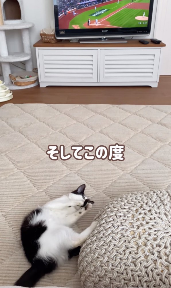 寝転がる猫