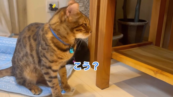 座る青い首輪の猫