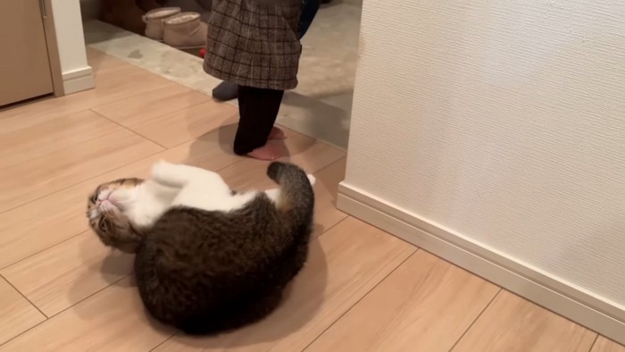 コケた猫