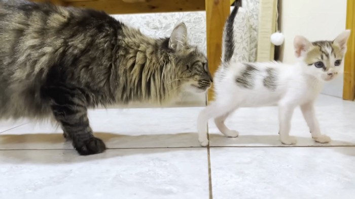 気にしない猫