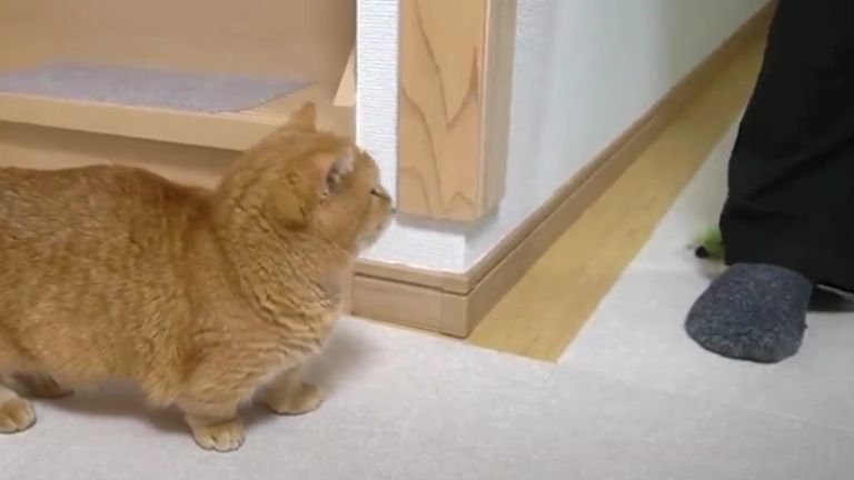 飼い主を出迎える猫