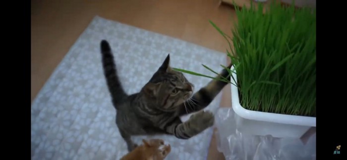 猫草