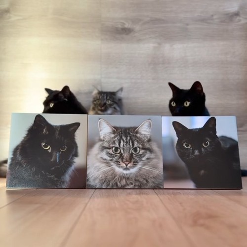 猫のパネルの後ろにいる猫