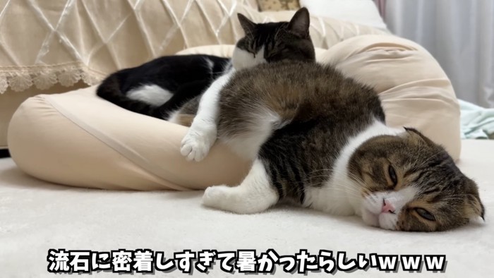 クッションから落ちる猫