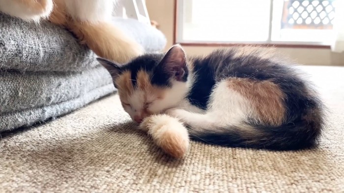 寝ている三毛猫の子猫