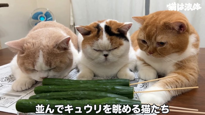 きゅうりを見る3匹の猫