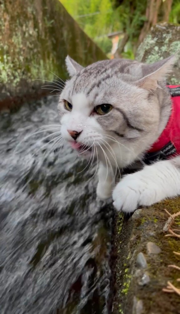 水路の縁で小さく舌を出す猫