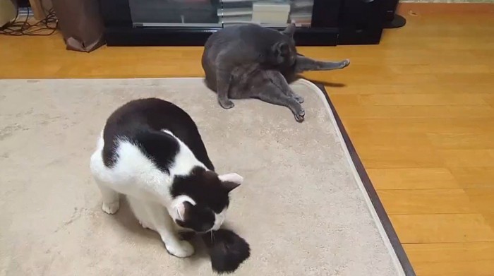 並んで毛繕いをする2頭の猫