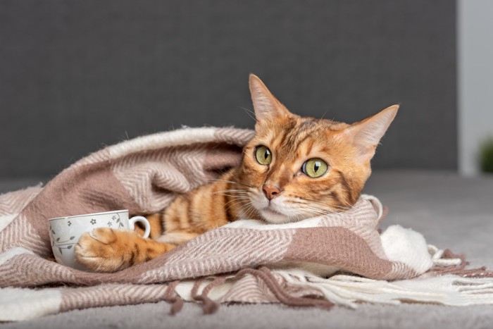 ティーカップを抱えてブランケットに包まる猫