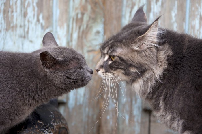 挨拶をする2匹の猫