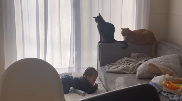 赤ちゃんを見守る二匹の猫