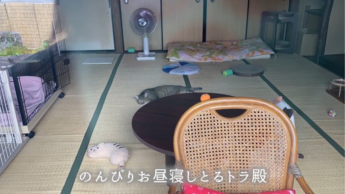 寝転がる猫