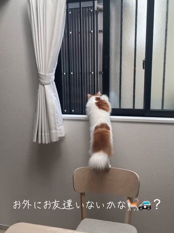 窓の外を見る猫