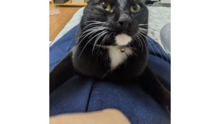 室内にいる猫