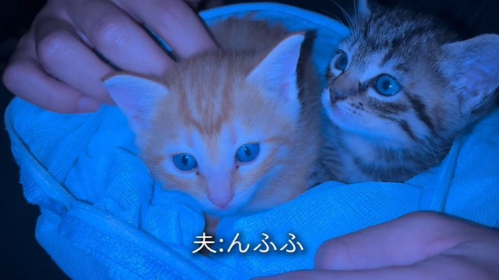 周囲を見る2匹の子猫2
