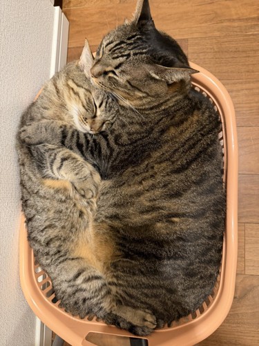 かごの中で寝る2匹の猫