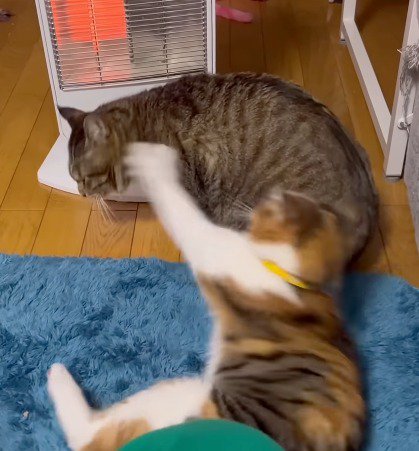 三毛猫に叩かれるキジトラ猫