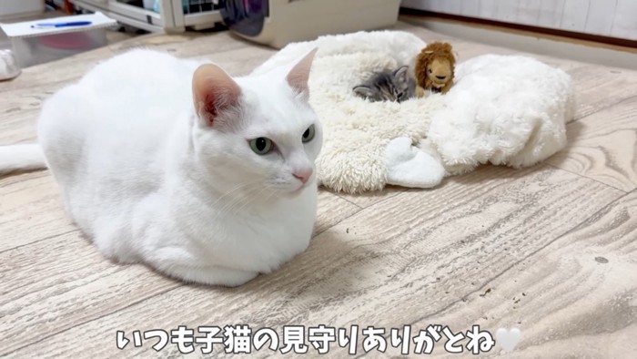 眠る子猫と見守る白猫