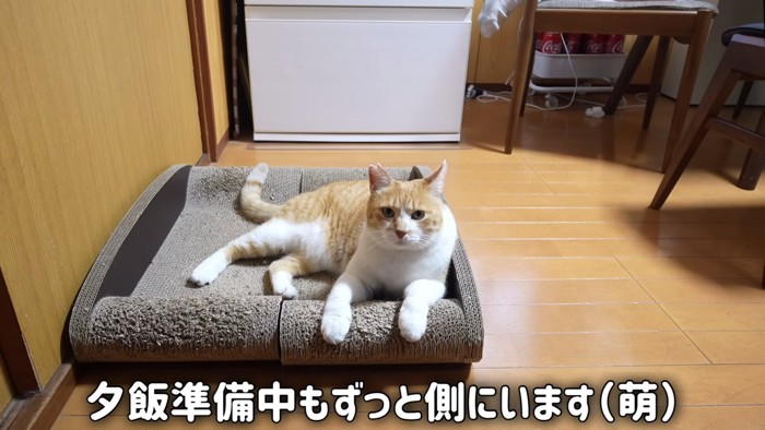 寝そべる猫