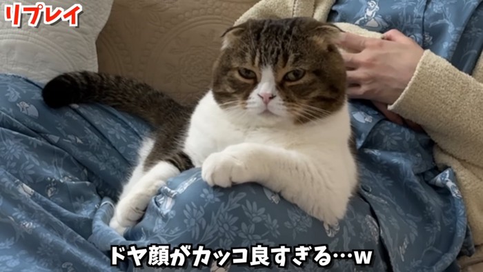 人の膝の上に乗る猫