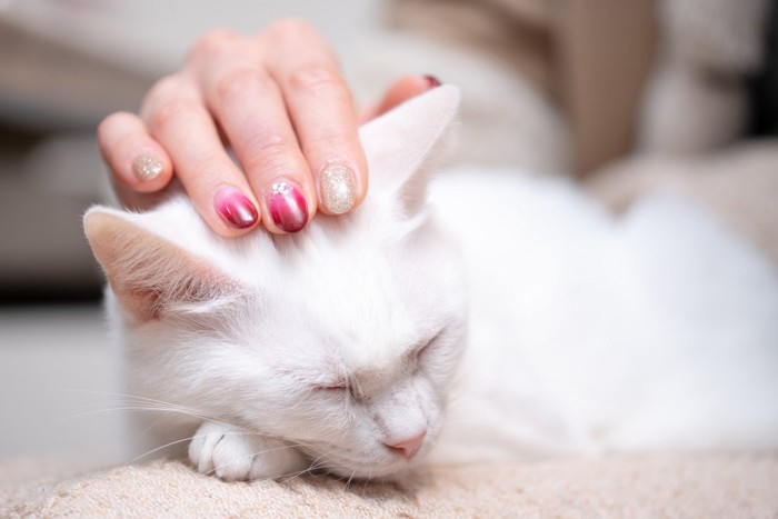 白猫を撫でる女性
