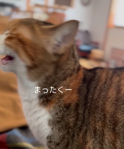 不満そうな猫