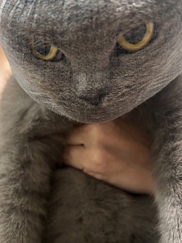 ネットで毛が抑えられ、ぬいぐるみのようになった猫