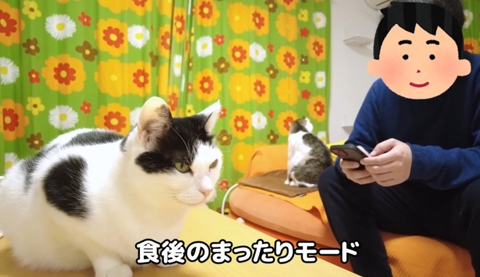 スマホをいじる人間と座る猫2匹