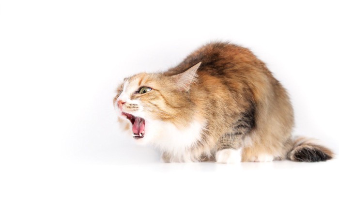 えずいている猫