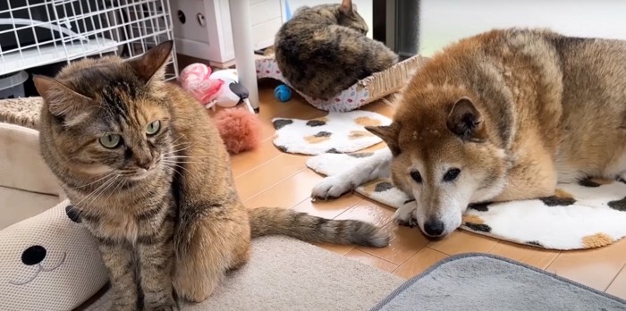 猫2匹と犬