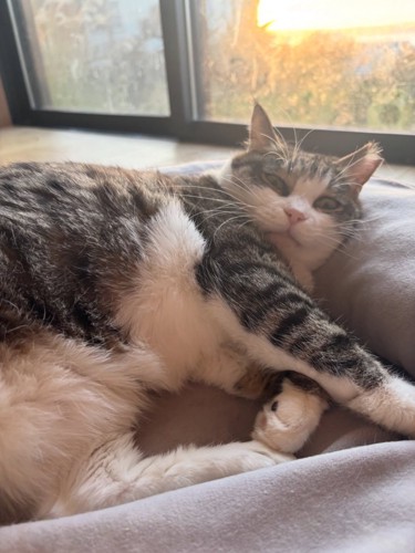 猫ベッドにいる猫