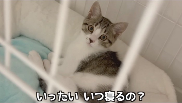 ケージの中からカメラを見つめる子猫