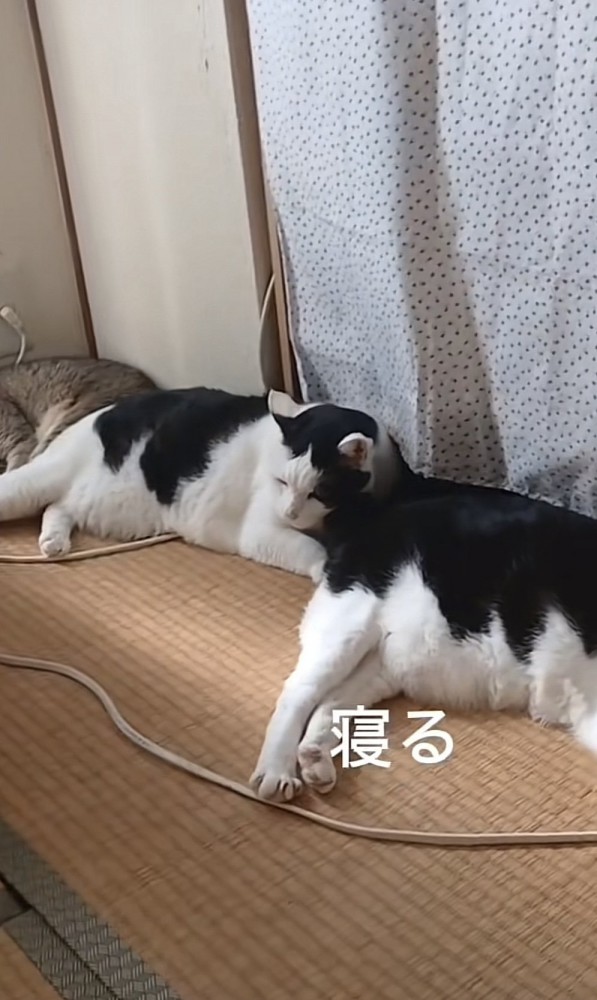 「寝る」のテロップ写真